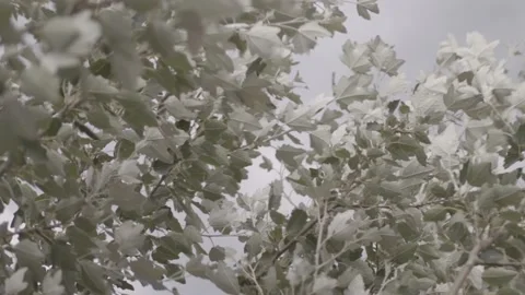 Intense wind blowing in the branches of a tree, leaves grey and green, closeup Stock Footage 135399005