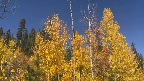 Intense yellow aspen trees and dark evergreens stand out against a deep blue sky Stock Footage 273176506