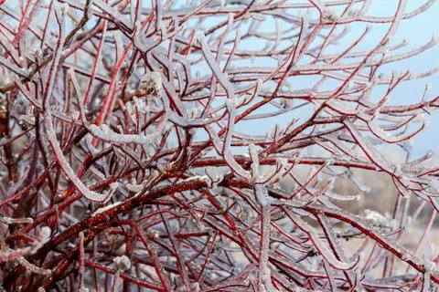 Intensely branches of willow tree engulfed in ice Stock Photos