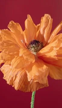 Intensely colored image showcasing vivid orange poppy with textured details  Stock Photos