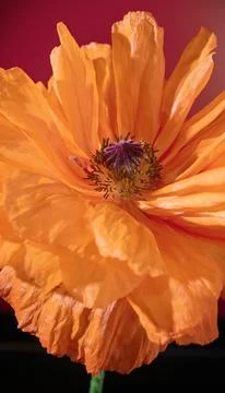 Intensely colored image showcasing vivid orange poppy with textured details  Stock Photos