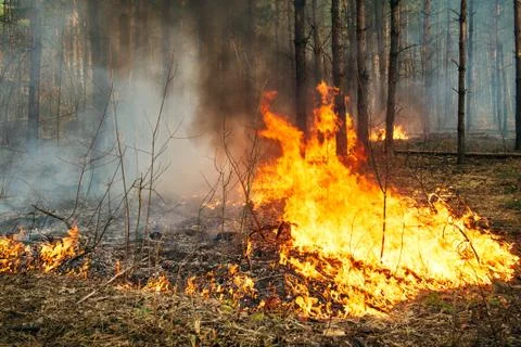 Intensive of ground forest fire in pine stand Stock Photos