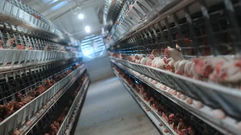 Intensive Poultry Farming System Overview Stock Footage 305332809