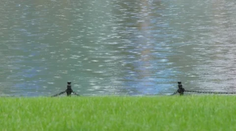Intensive rain water drops falling on lake pond Stock Footage 52103954
