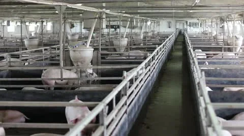 Intensively farmed pigs in batch pens and worker passing by Stock Footage 24669132