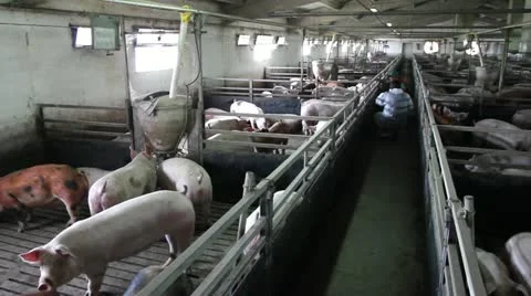 Intensively farmed pigs in batch pens Stock Footage 24670515