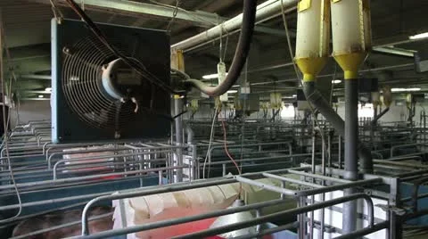 Intensively farmed pigs in batch pens Stock Footage 24671205