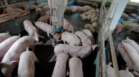 Intensively farmed pigs in batch pens Stock Footage 63612796
