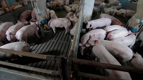 Intensively farmed pigs in batch pens Stock Footage 63612902