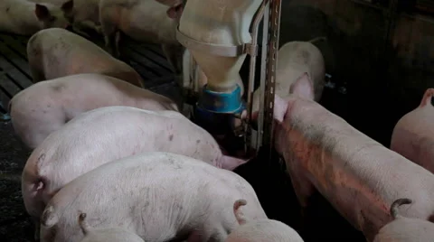 Intensively farmed pigs in batch pens Video stock 63620493