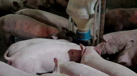 Intensively farmed pigs in batch pens Stock Footage 63620549
