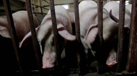 Intensively farmed pigs in batch pens Stock Footage 63620632