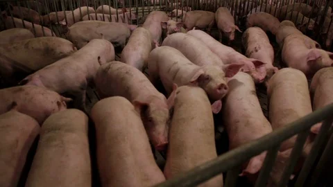 Intensively farmed pigs in batch pens Vídeo Stock 94153059