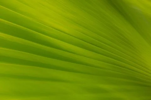 Intentional camera movement on a palm leaf forming an abstract pattern of c.. Stock Photos