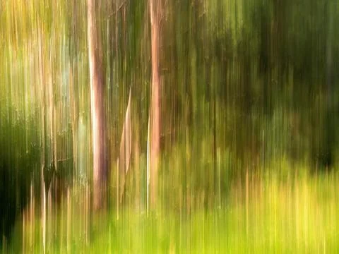 Intentional camera movement of some trees in a forest near the colonial town  Foto stock