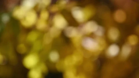 Intentionally out of focus autumn colored leaves moving in the wind creating a n Stock Footage 302206639