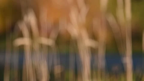 Intentionally out of focus autumn scene with pale yellow grass moving in the win Stock Footage 139926801