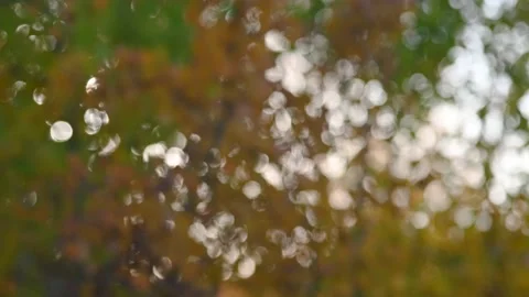 Intentionally out of focus autumn scene with yellow and orange leaves  Stock Footage 139926932