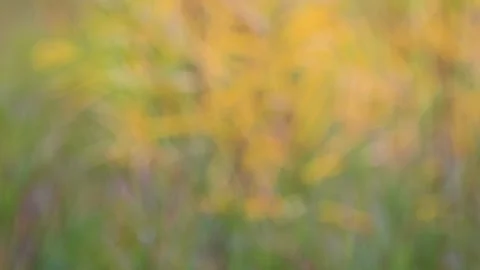 Intentionally out of focus autumn scene with bright orange willow leaves Stock Footage 139973797