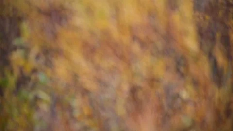 Intentionally out of focus autumn scene with bright orange willow branches  Stock Footage 140455046