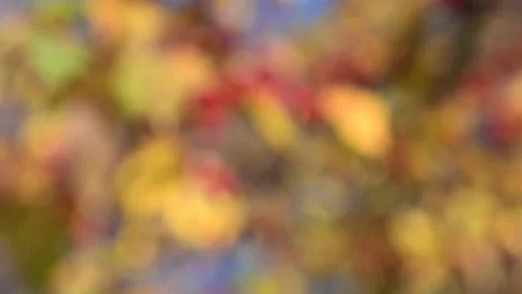 Intentionally out of focus autumn scene of apple tree with fall colors Stock Footage 140606826