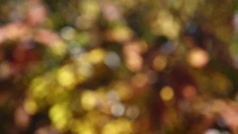 Intentionally out of focus background of autumn leaves moving gently in a light  Stock Footage 288262321
