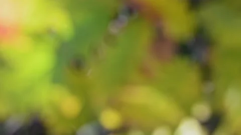 Intentionally out of focus clip of bright green leaves and red apples Stock Footage 172500633