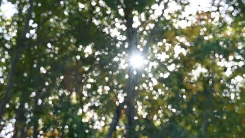 Intentionally out of focus forest scene with green and yellow leaves moving Stock Footage 145104454