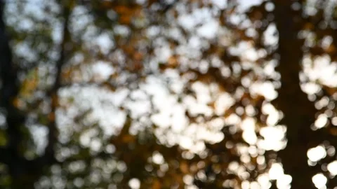 Intentionally out of focus scene of autumn forest  Stock Footage 141748603