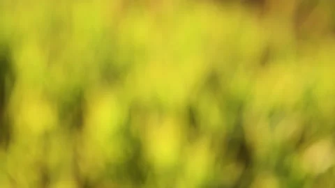 Intentionally out of focus scene of bright yellow autumn grass Stock Footage 142181452