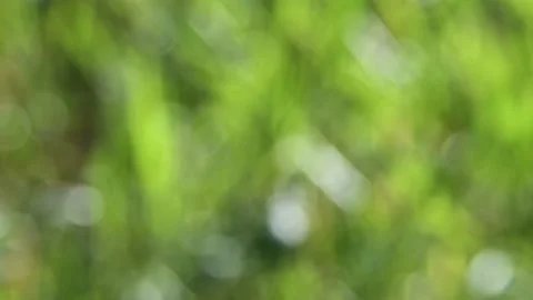 Intentionally out of focus scene of bright green grass Stock Footage 144081869