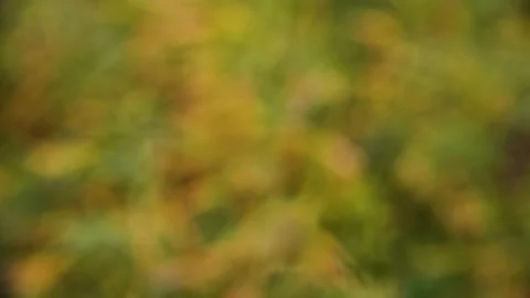 Intentionally out of focus scene of bright green, yellow and orange grass  Stock Footage 144081920