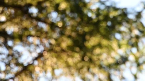 Intentionally out of focus scene of bright yellow leaves Stock Footage 144082020