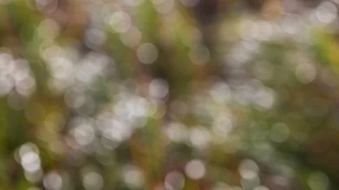 Intentionally out of focus scene of green, yellow and brown autumn leaves Stock Footage 142181427
