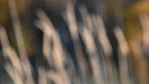 Intentionally out of focus scene of light-colored grass moving inn the wind Stock Footage 141529803