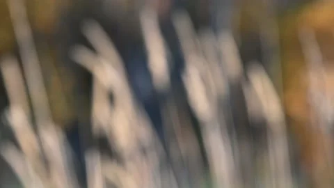 Intentionally out of focus scene of light-colored grass  Stock Footage 144438382