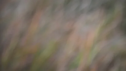 Intentionally out of focus scene off multi-colored fall grass Stock Footage 144438955