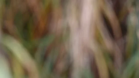 Intentionally out of focus scene of muted shades of green and brown grass Stock Footage 145104673