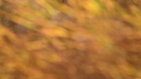 Intentionally out of focus scene of orange and yellow colored grass Stock Footage 141529862