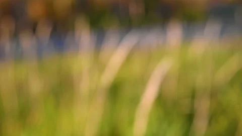 Intentionally out of focus view of autumn colored grass moving in wind Stock Footage 179130569