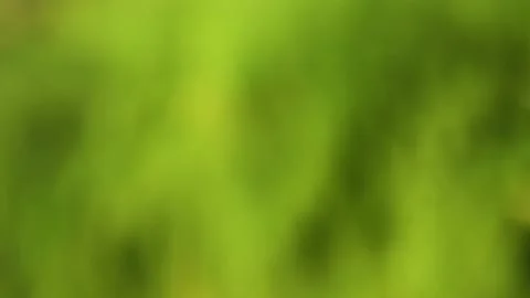 Intentionally out of focus view of bright and dark green willow leaves  Stock Footage 145104563