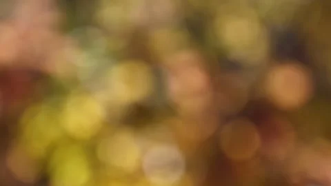 Intentionally out of focus view of colorful autumn leaves blowing in a light Stock Footage 330363889