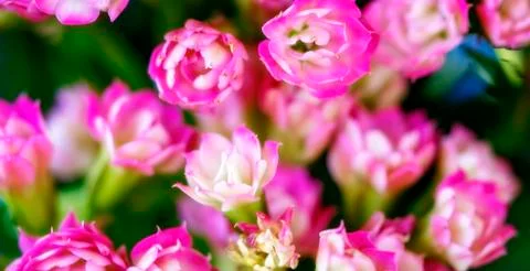 Intentionally Soft Painterly Image Of Pink Flowering Succulent Stock Photos