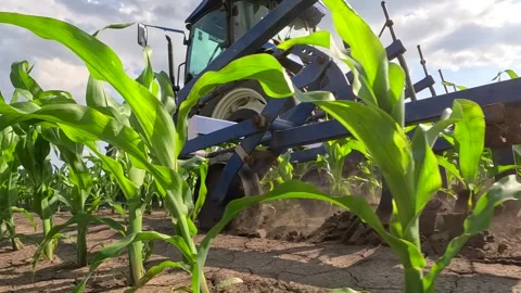 Inter-row cultivation in a corn field, slow motion 库存影片 309859868