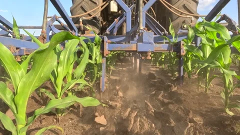 Inter-row cultivation in a corn field, slow motion 库存影片 309859953