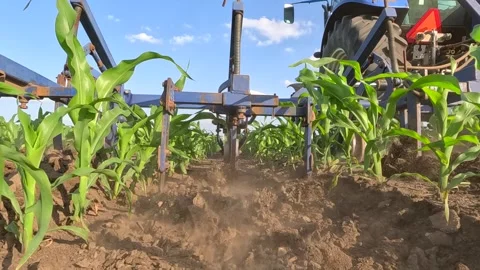 Inter-row cultivation in a corn field, slow motion 库存影片 309859962