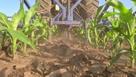 Inter-row cultivation in a corn field, slow motion 库存影片 309859964