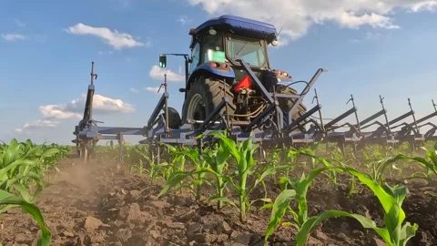 Inter-row cultivation in a corn field, slow motion 库存影片 309860016