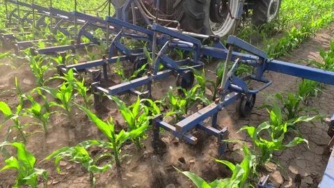 Inter-row cultivation in a corn field, slow motion 库存影片 309860019