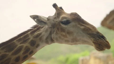 Interacting with a giraffe provides a unique and unforgettable experience at the Stock Footage 318385844